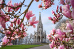 Цветение магнолии в парке Лакен в Брюсселе, март 2021 года 