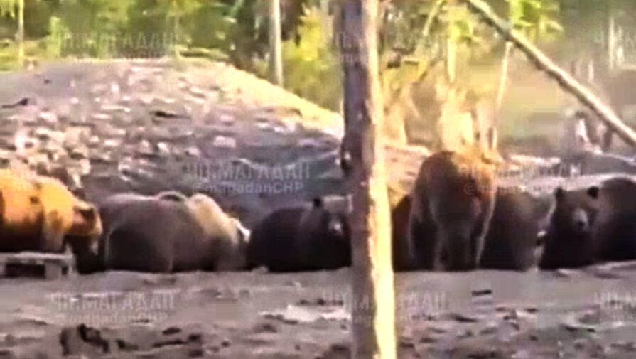 Десятки медведей не дали проехать через лес местным жителям в Магаданской области