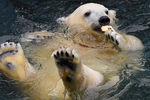 Белый медведь. Самый крупный вид рода с массой тела до 800 кг. Единственный вид сухопутных млекопитающих, полностью перешедший от жизни на земной тверди к жизни на дрейфующих морских льдах Арктического океанского бассейна.