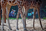 Вольер жирафов в Ленинградском зоопарке