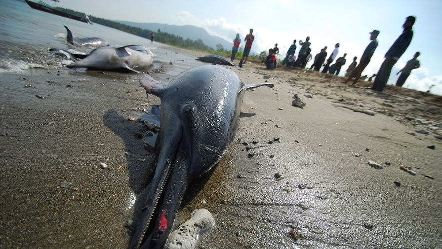 Экологи напишут Макрону письмо из-за массовой гибели дельфинов