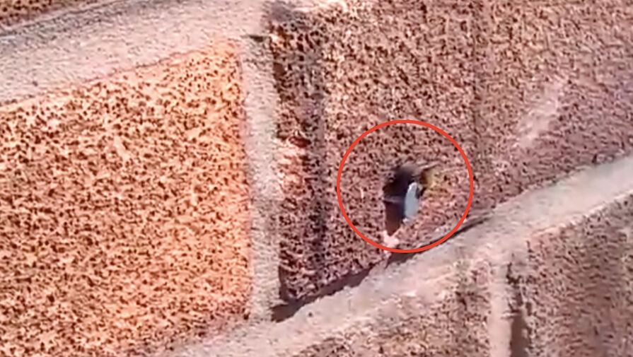 Видео с пчелой, вытащившей гвоздь из стены, поразило соцсети