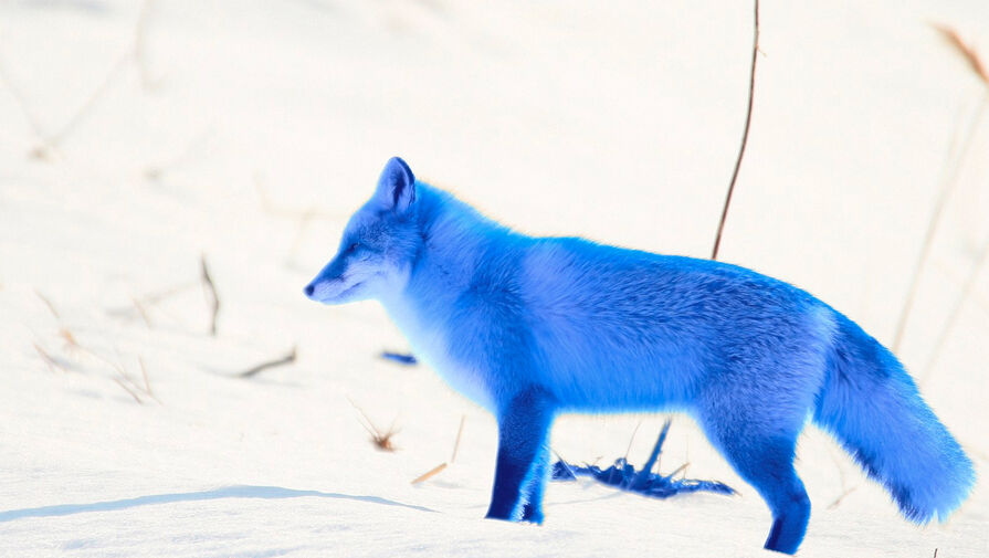 Россиян предупредили о крадущем логины и пароли компьютерном вирусе BlueFox