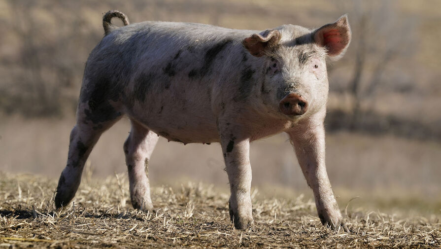 В Краснодарском крае в товаре магазина выявили вирус африканской чумы свиней
