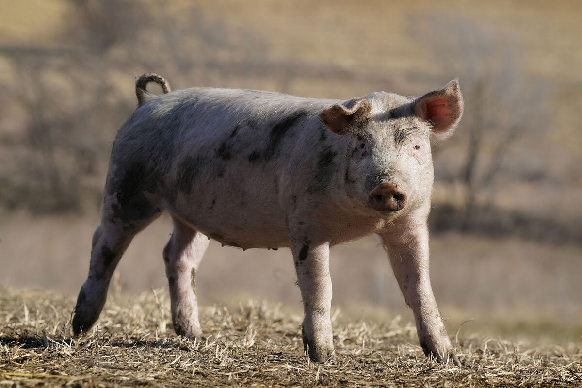 В России создали систему моментального взвешивания свиней по записи с камер  - Газета.Ru | Новости