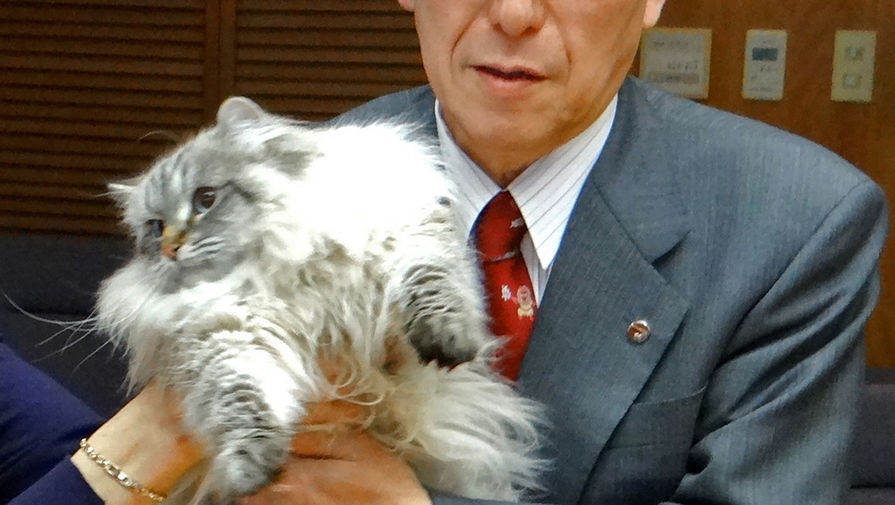 Губернатор префектуры Акита Норихисе Сатакэ с сибирским котом Миром, 2013 год