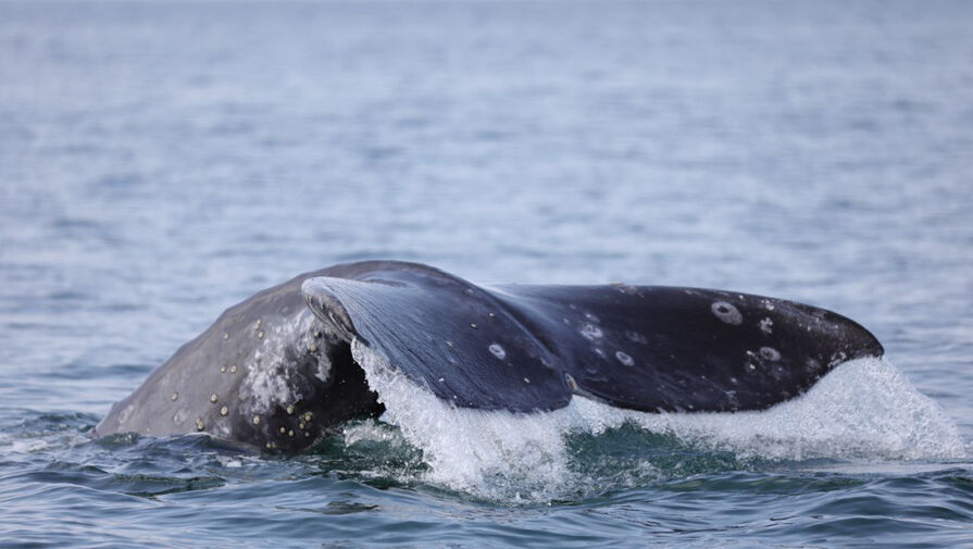Исхудавшие серые киты вернулись с южной зимовки в Кроноцкий залив