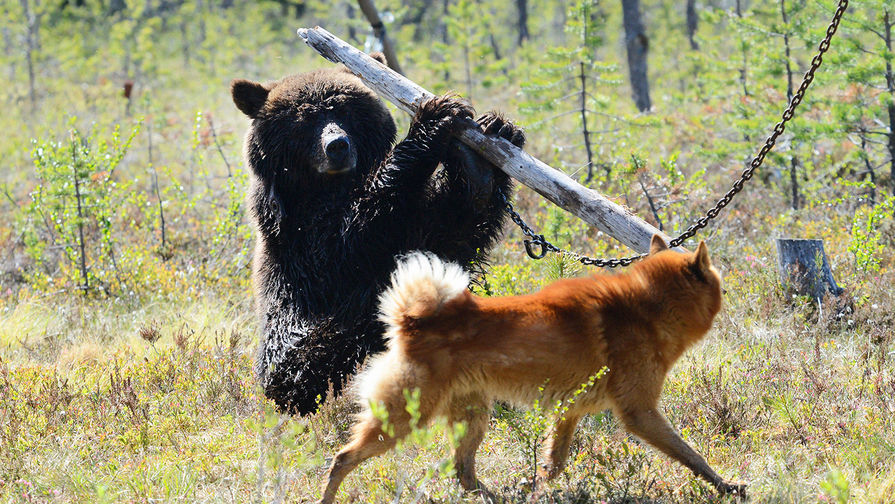 Притравка охотничьих собак по подсадному медведю в Мурманской области, 2015 год