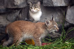 Детеныш сибирской рыси Ника с домашней кошкой, которая выкормила ее в зоопарке Новосибирска