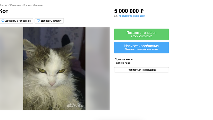 В Москве мужчина продает злого котенка, так как он устал от его нападений