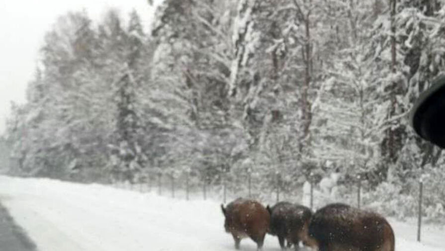 В Подмосковье водители сняли на видео упитанных животных на проезжей части