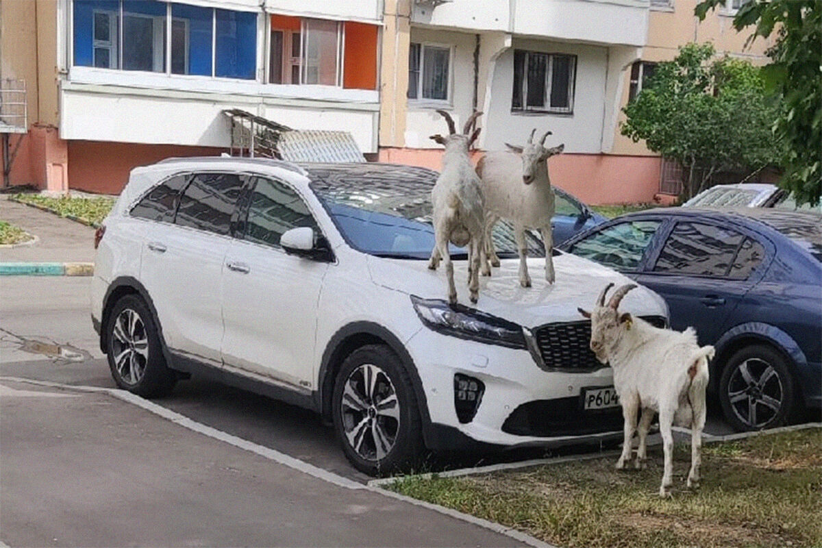 Жители Южного Бутово готовят жалобу на владельца коз, которые портят  автомобили - Газета.Ru | Новости