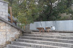 Бродячие собаки на пролетах Митридатской лестницы