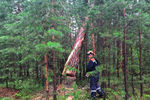 Сотрудник МЧС ликвидирует последствия падения деревьев у озера Маслеево в Дзержинском районе Красноярского края, 5 июля 2020 года