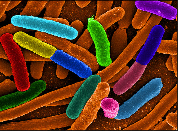По действием двух антибиотиков бактерии быстрее приспосабливаются