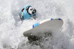 Калифорнийский пес-серфер рассекает волны