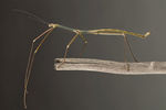 Phryganistria tamdaoensis — палочник, который имеет в длину около 23 см. И хотя он не является самым длинным в мире насекомым, его открытие в прошлом году указывает на то, что многие из подобных насекомых еще предстоит обнаружить