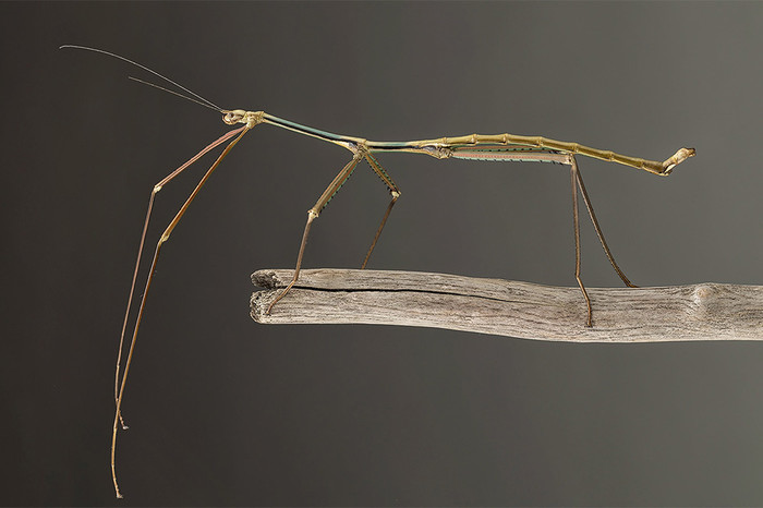 Phryganistria tamdaoensis &mdash; палочник, который имеет в&nbsp;длину около&nbsp;23 см. И хотя он не является самым длинным в&nbsp;мире насекомым, его открытие в&nbsp;прошлом году указывает на&nbsp;то, что многие из&nbsp;подобных насекомых еще предстоит обнаружить