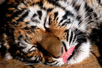 Семимесячная амурская тигрица по кличке Кристал в зоопарке «Чудесный» в селе Борисовка Приморского края
