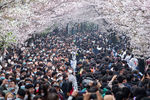 Во время цветения сакуры в парке в Нанкине (Китай), март 2021 года 