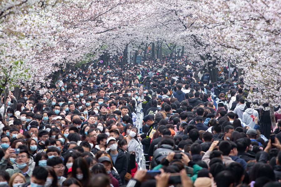 Во время цветения сакуры в&nbsp;парке в&nbsp;Нанкине (Китай), март 2021 года 
