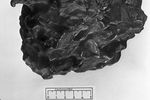 Один из целых индивидуальных экземпляров Сихотэ-Алиньского железного метеоритного дождя весом в 11 килограммов, упавшего в СССР 12 февраля 1947 года в западных отрогах Сихотэ-Алиньского хребта