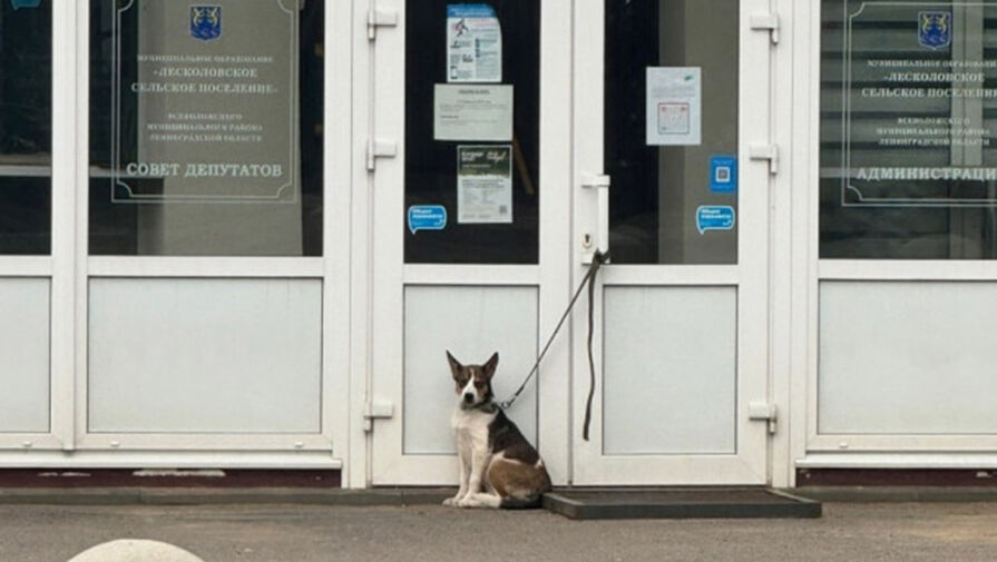 Россиянку, привязавшую пса к дверям сельской администрации, накажут за жесткое обращение 