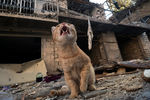 Кошка и разрушенные дома в Степанакерте, 13 октября 2020 года