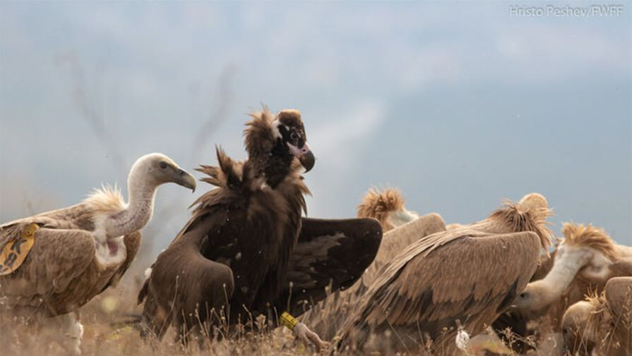 Болгарские орнитологи удовлетворились возрождением популяции вымершего черного грифа