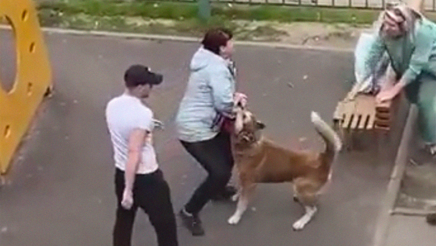 Собака вцепилась в руку женщины на детской площадке в Ростовской области