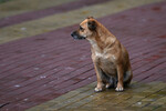 Собака на набережной в Сочи после шторма, 27 ноября 2023 года