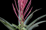 Tillandsia religiosa — необычное растение с красными острыми листьями было найдено в гористой местности Мексики. Одиночные растения, не имеющие ствола, растут на обрывах и отвесных стенах на высотах выше 2 тыс. м. над уровнем моря