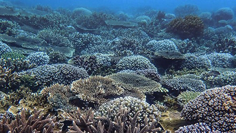 Ученые обнаружили кораллы, которые выжили после обесцвечивания