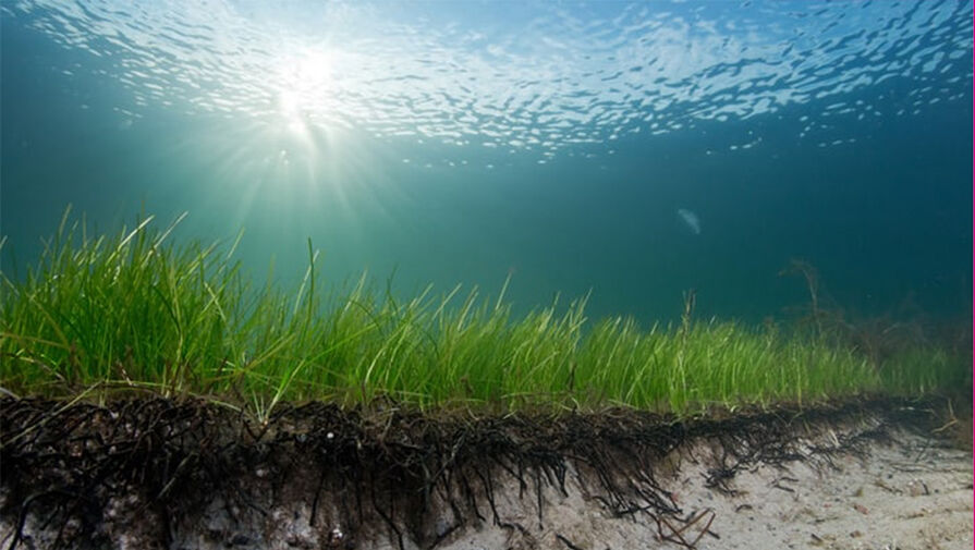 Морские водоросли защищают людей от супербактерий, выяснили ученые