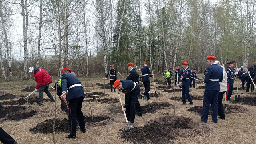В Пензе высадили 2,5 миллионное дерево Сада памяти