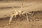Cebrennus rechenbergi — обитающий в марокканских пустынях паук имеет необычный способ защиты. В случае опасности он начинает кувыркаться и лететь по ветру по песчаным дюнам. Напуганный паук сначала поворачивается к источнику опасности, а затем начинает бежать. В половине случаев при дальнейшем преследовании паук подпрыгивает и начинает катиться, как правило, вперед, однако в некоторых случаях — задом