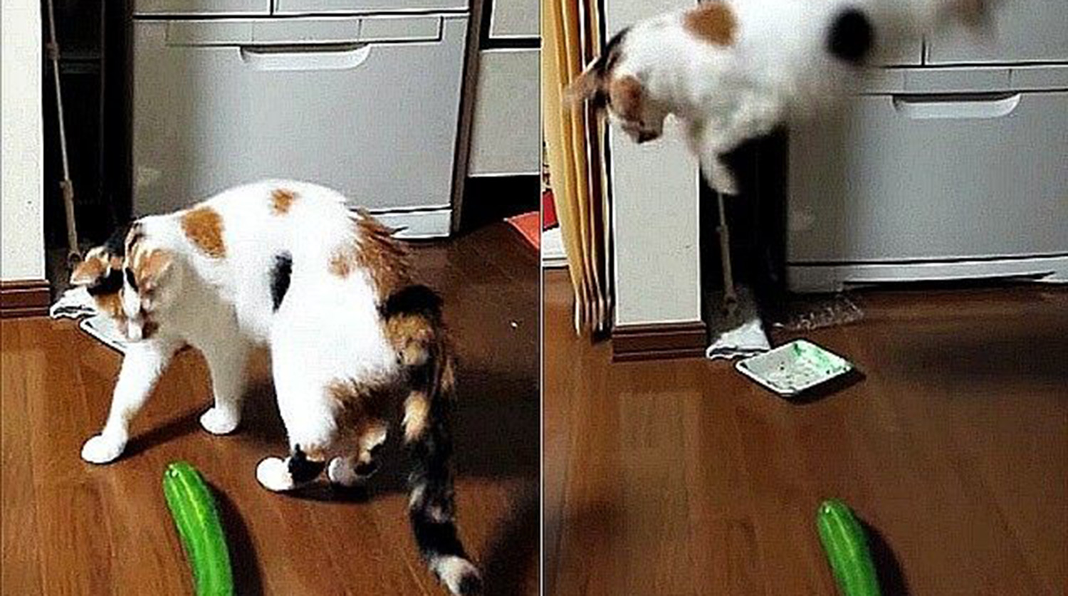 Ученые просят не пугать домашних кошек, подкладывая им огурцы - Газета.Ru