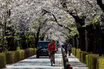 Цветение сакуры в Токио, марта 2021 года