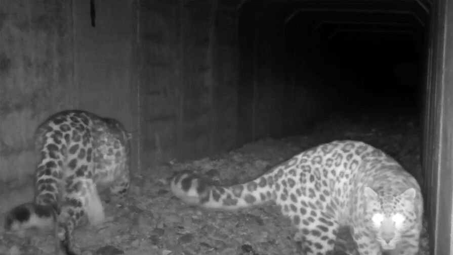 Свидание редких дальневосточных леопардов впервые попало на видео