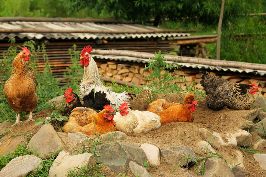 В Китае мужчина до смерти напугал 1100 соседских куриц, из-за чего был осужден на полгода