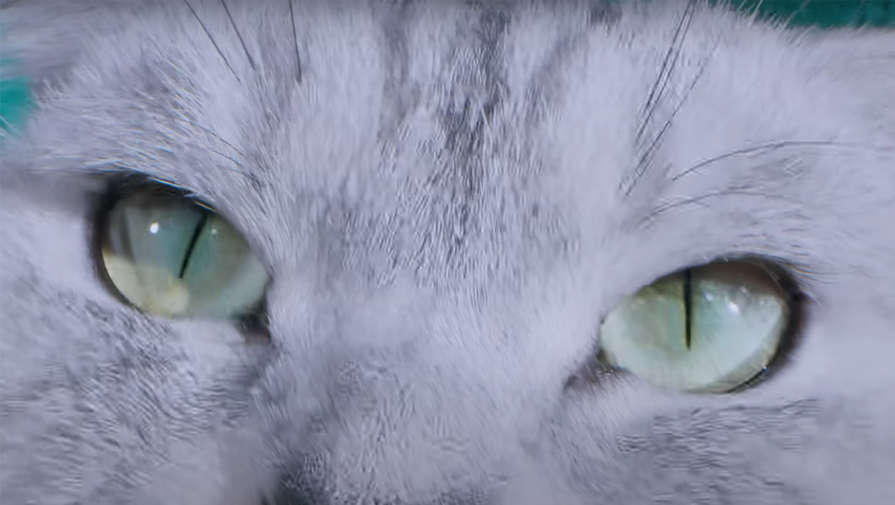 Samsung анонсировала 200-мегапиксельную камеру ISOCELL для смартфона постером с кошкой