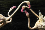 Фламинго в природном заповеднике Гуанчжоу