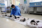 Детеныши гигантской панды в заповеднике китайской провинции Сычуань