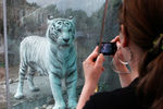 Тигрица Кали в Московском зоопарке, 2011 год