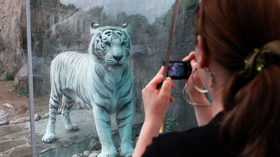 Тигрица Кали в&nbsp;Московском зоопарке, 2011 год