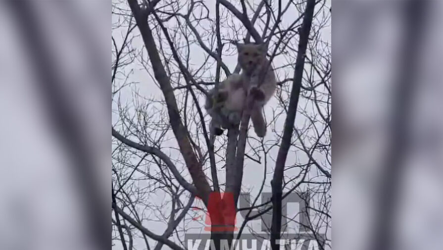 В Петропавловске-Камчатском рысь забралась на дерево и напугала местных жителей 
