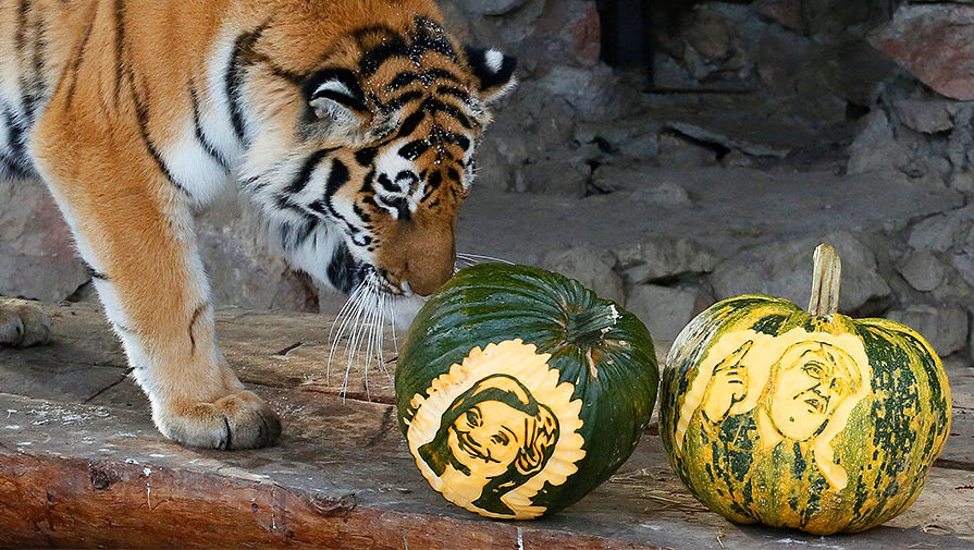 Амурский тигр Юнона в красноярском зоопарке, 7 ноября 2016 года
