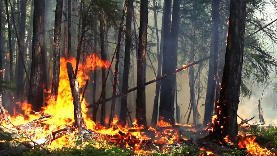 Лесные пожары в Красноярском крае, 1 августа 2019 года
