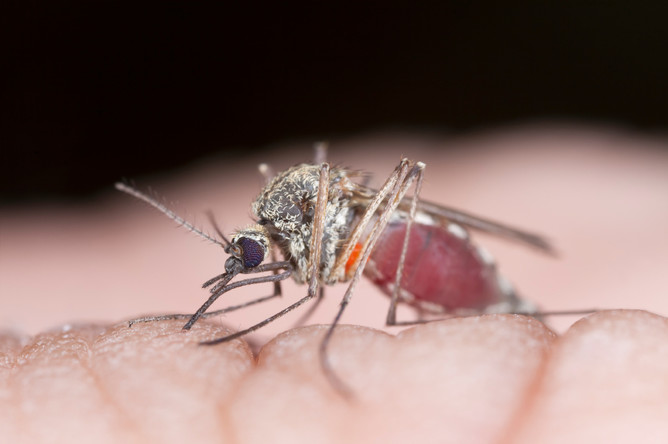 Зараженному комару человек вкуснее