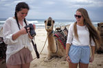 Верблюд и туристы на пляже в Сиднее